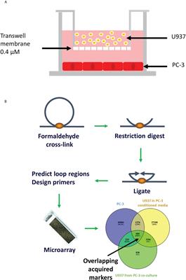 Monocytes acquire prostate cancer specific chromatin conformations upon indirect co-culture with prostate cancer cells